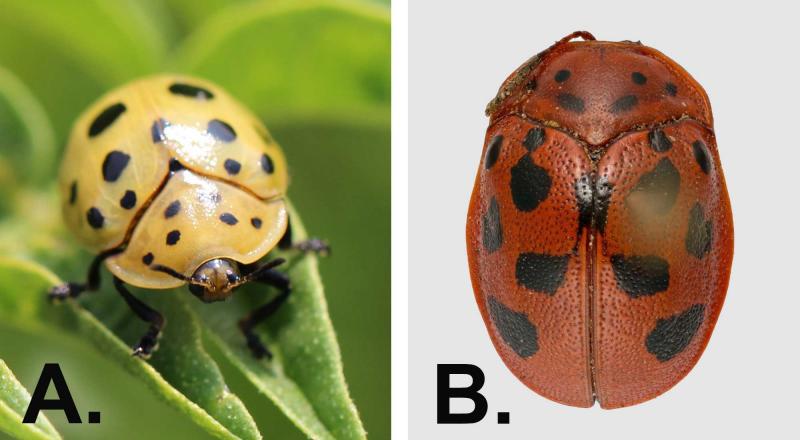 Left: Yellow beetle with black spots present on a green leaf. Right: Red beetle with black spots.