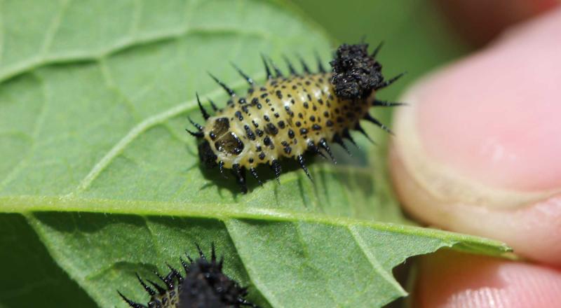 Yellow insect with black spikes around the edge of its body and black spots sitting on a green leaf.