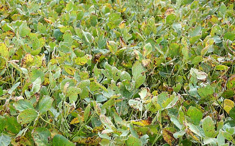 Green soybean plants covered with yellow and brown spots indicative of frogeye leaf spot infection.
