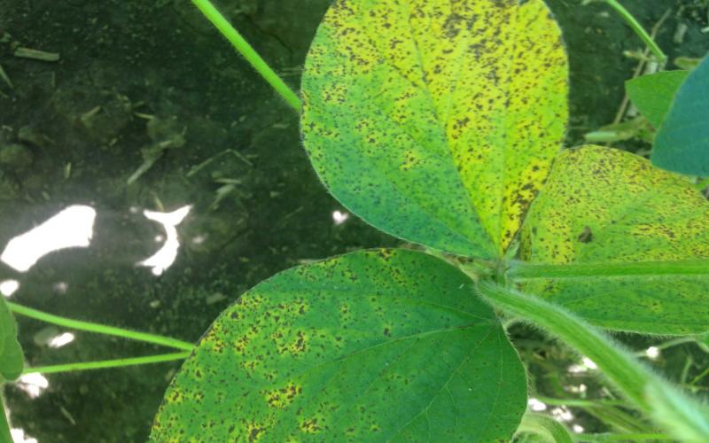Green soybean trifoliate that is covered in brown spots.
