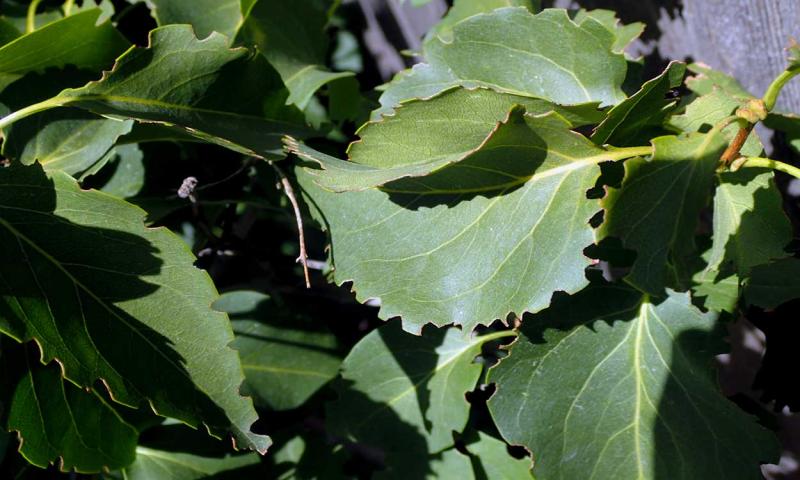 Green leaves with notches along the edges