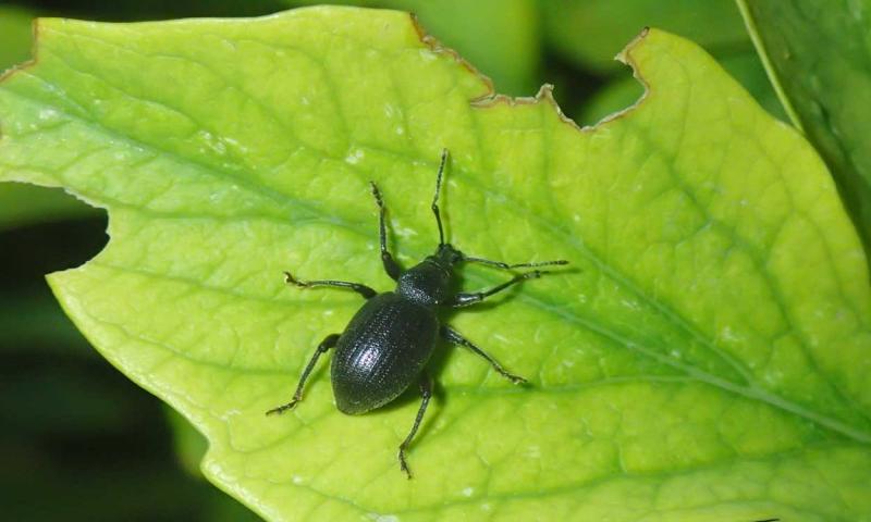 Black weevil on a green leaf