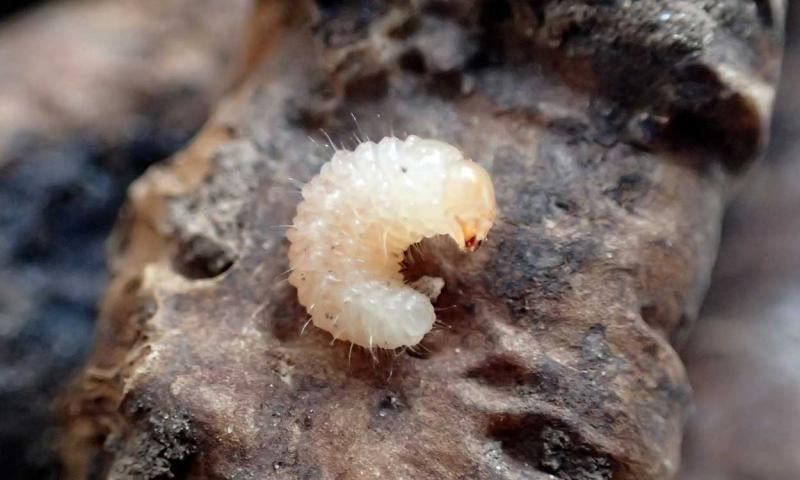 White grub on a brown root