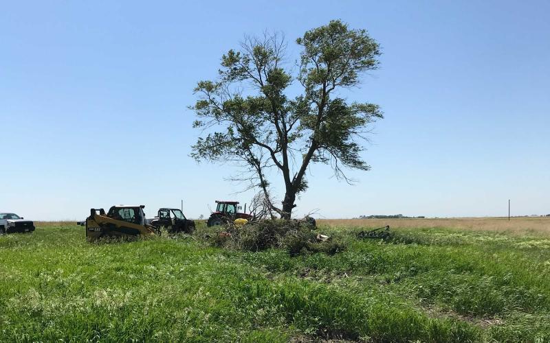 Grassland with a single, lone tree growing in it. W-00725-02-Removing-Mature-Shelterbelts-Grasslands