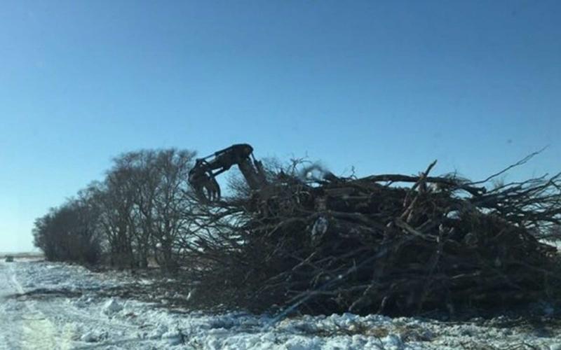 A large shelterbelt with an escavator near it digging up unwanted trees.