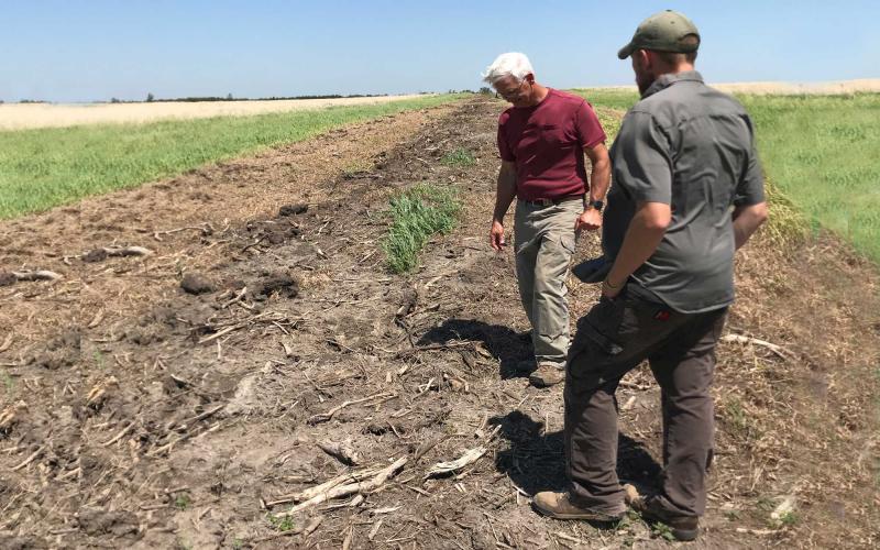 Two men examining a shelterbelt adjacent to grasslands.
