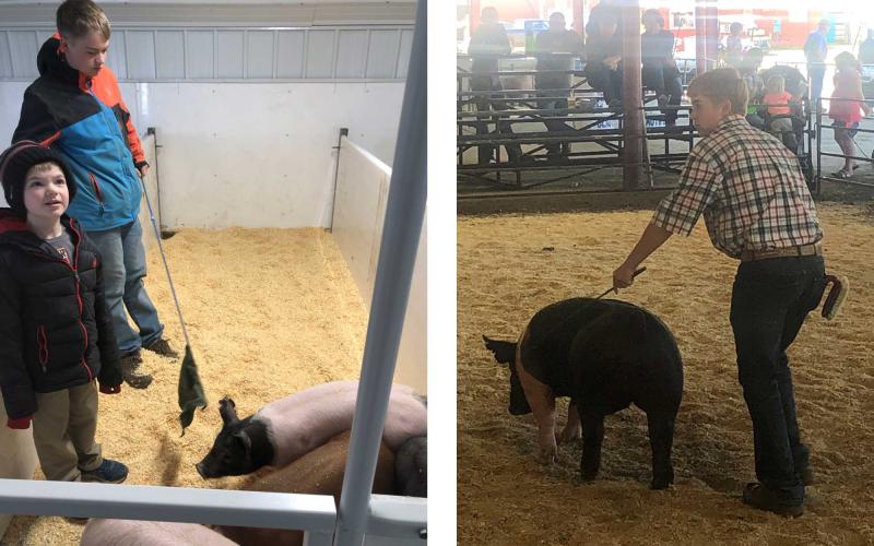 Left: Patrick Kralicek with a younger 4-H'er. They are standing in a swine pen preparing for competition. Right: Patrick Kralicek with a black-and-pink pig in the show ring.