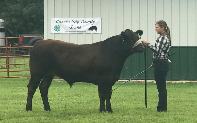 Rose Eitemiller standing with a harnessed black Angus cow.