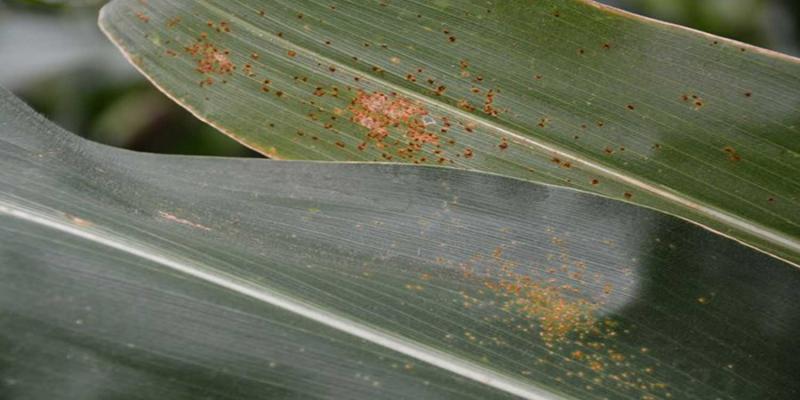 Green corn leaves with dark orange and red rust spots indicative of southern and common rust.