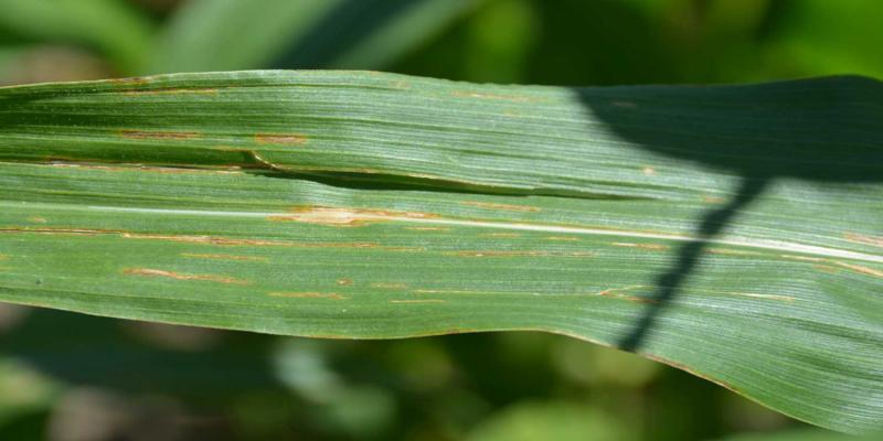 Green corn leaf with brown steaks across surface.