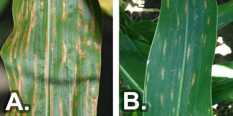 Two green leaves; the left with large, orange to brown lesions (bacterial leaf streak) and the right with small, light brown lesions (grey leaf spot).