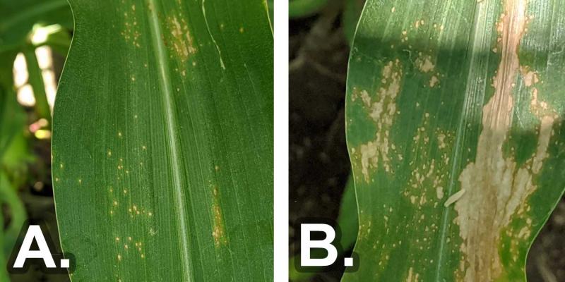 Two green corn leaves with initial (A) and advanced (B) symptoms of eyespot. Initial symptoms are small, yellow to brown spots of leaf. Advanced are large brown spots and blotches across entire leaf surface.