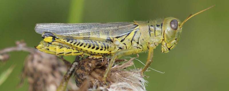 Large green grasshopper with black leg markings sitting on a thistle head.