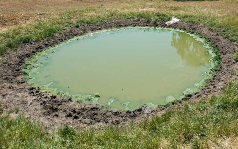 A stock pond with noticable blue-green algae bloom throughout.