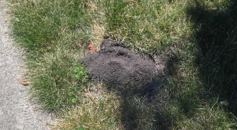 A mound of soil surrounded by mowed grass next to a paved driveway.