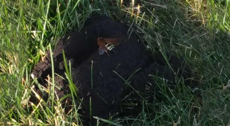 A large wasp digging in a mound of soil that is surrounded by mowed grass.