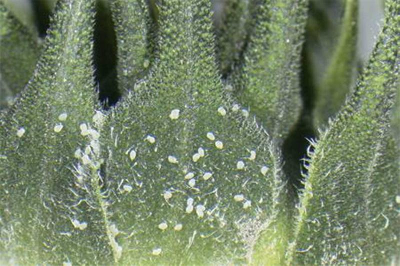 Small white eggs present on the bracts of a sunflower bud.