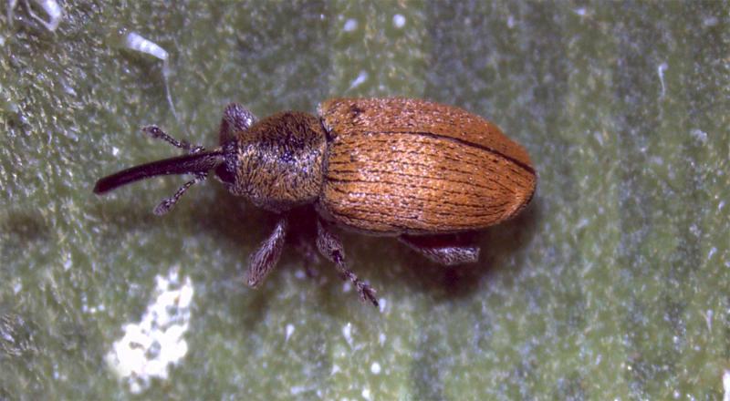 Small beetle with elongated black snout. Beetle is red-orange in color.
