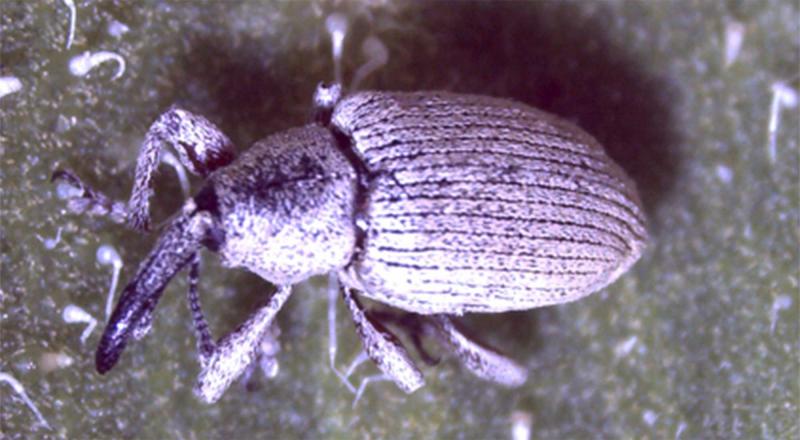 Small gray beetle with elongated black snout.