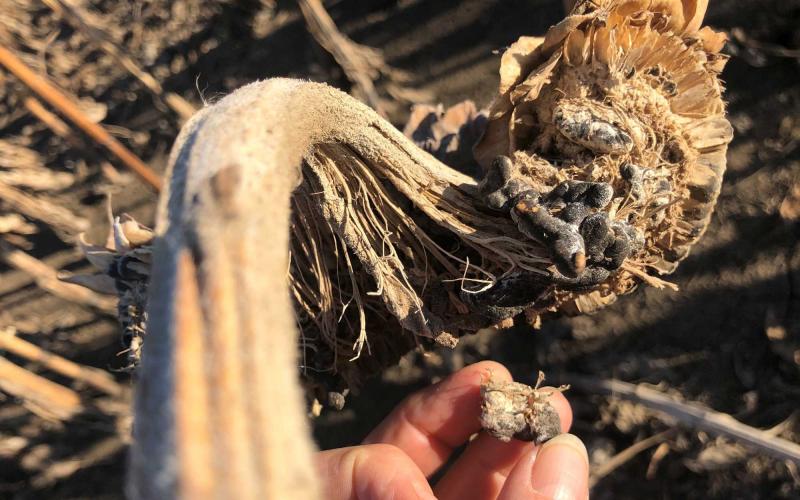 Diseased sunflower head, showing sclerotia bodies that have replaced seeds.