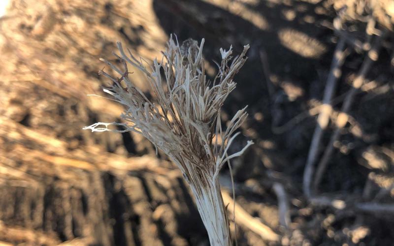 Shows impact of Sclerotinia head rot on sunflowers. Seeds have fallen out and head looks like a straw broom.