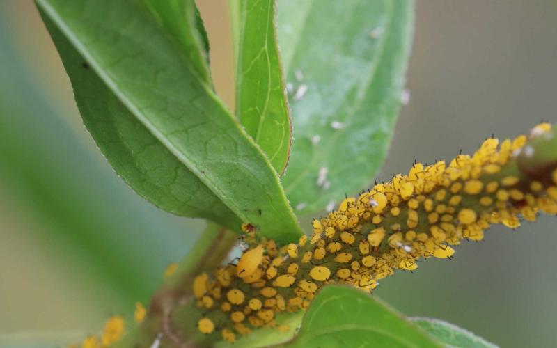 Bright yellow aphids with black antennae, legs, and cornicles.