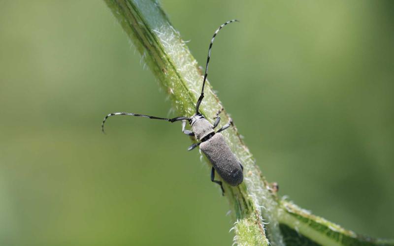 Gray beetle with long antennae that are alternating white and black pattern on green leaf petiole.