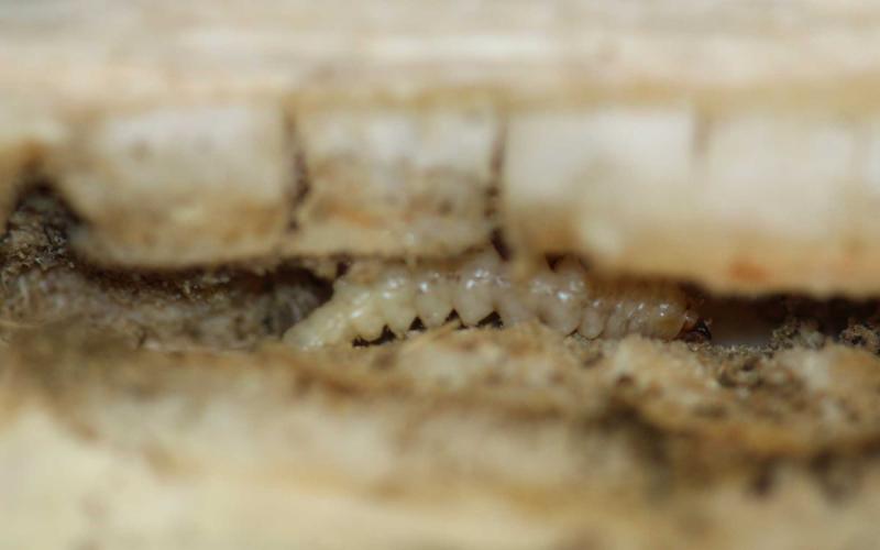 Accordion shaped white larvae with brown head in the center of a sunflower stem.