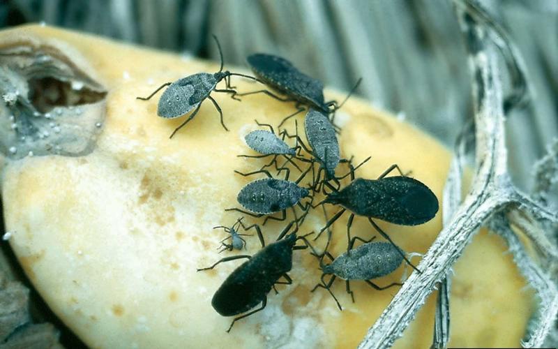 Gray tear drop shaped bugs feeding on a yellow squash.