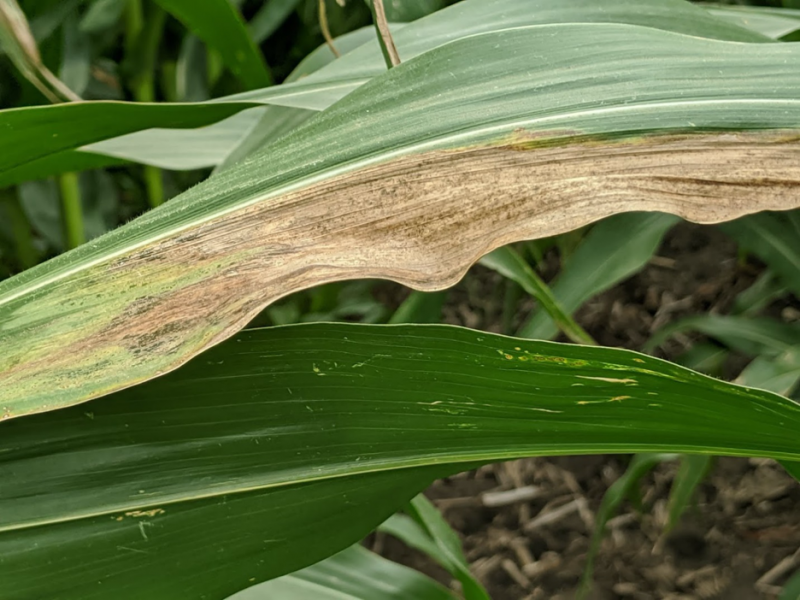 Tan-gray water soaked bacterial lesion with the dark green/black spots (freckles) within the lesion along the edge of the corn leaf.