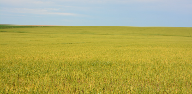 Wheat field that is light green, but most of the field is yellow. Yellowing is due to infection of Wheat streak mosaic virus.