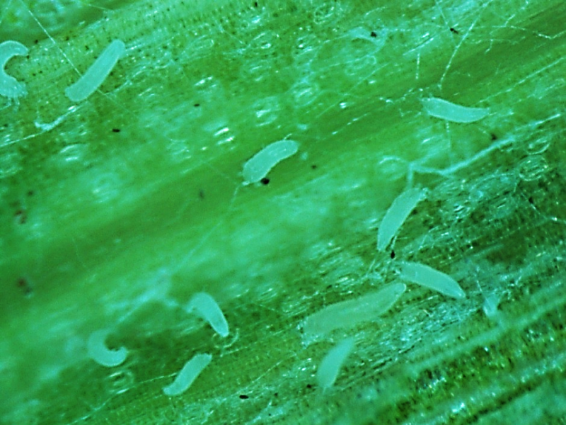 Small white cylindrical mites on a wheat leaf.