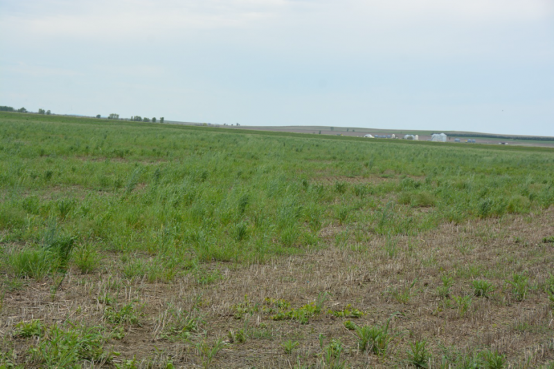 Green plants present in spotty configuration in wheat stubble. Indicates that the plants present are volunteer growth and not planted.