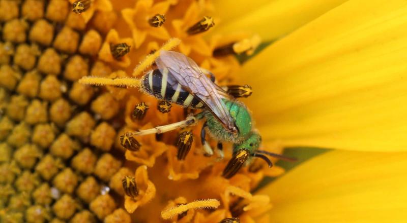 Green bee on yellow flower.
