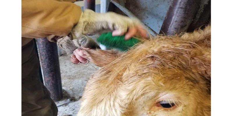 Rancher cleaning a cow's ear before applying an implant.