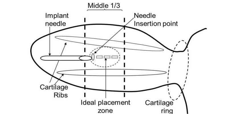 Diagram of a cow's ear showing the proper location to apply an implant. For a complete description, call SDSU Extension at 605-688-6729.