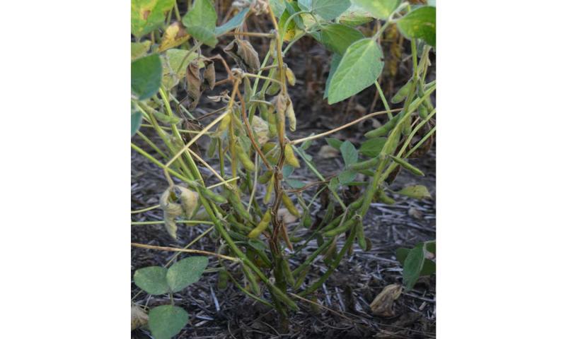 A soybean plant with the main stem showing a dark brown lesion surrounding the stem.