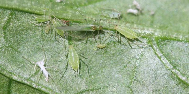 Green aphids on a green leaf.