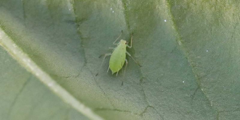 Green aphid with black patterns on appendages.