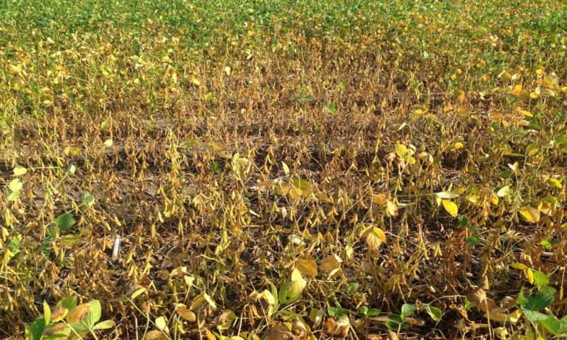A soybean field showing plants in a circular pattern killed charcoal rot.