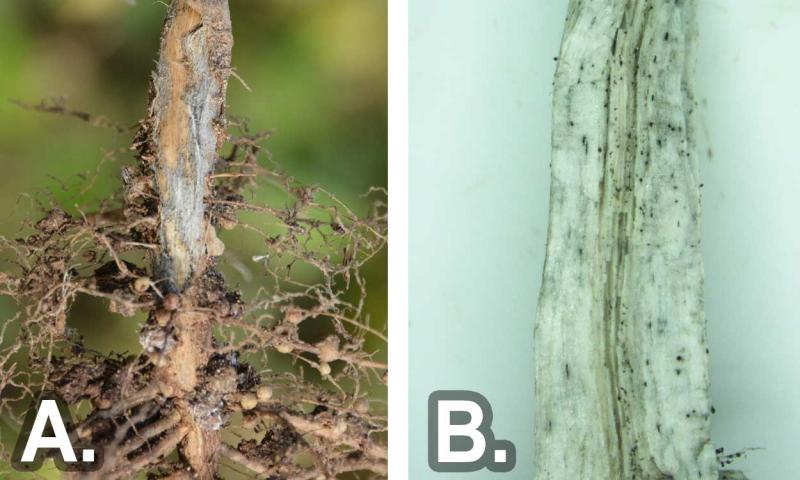 Charcoal rot sign on a split taproot. Notice the small black spots embedded in the taproot tissue.