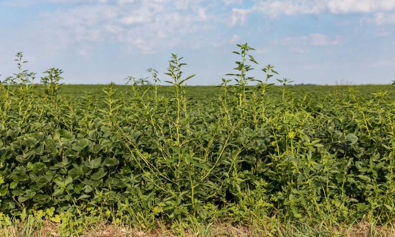 Waterhemp growing at he edge of a soybean field nearing harvest.