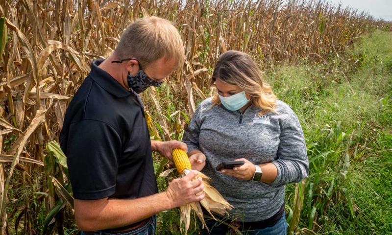 Male and female producers examining a corn ear near a field.