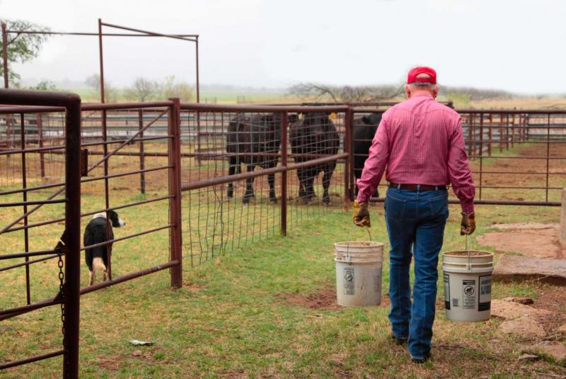 Rancher with dog carrying two buckets of feed to a small group of cattle.