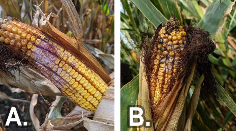 Left: A corn ear with husks peeled to reveal middle ear kernels discolored pink with white mycelia, a sign of Gibberella ear rot. Right: A corn ear with top part of the ear partially covered by husks and upper kernels covered with white mycelium due to Fusarium ear rot.