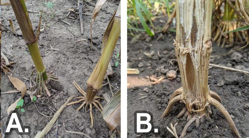 Left: Two corn stalks, the stalk on the left is green with healthy roots, the stalk and roots on the right is light brown in color and begins to lodege when slightly pushed. Right: A split corn stalk showing the first two nodes  with the pith disintegrated (collapsed) due to stalk rot.