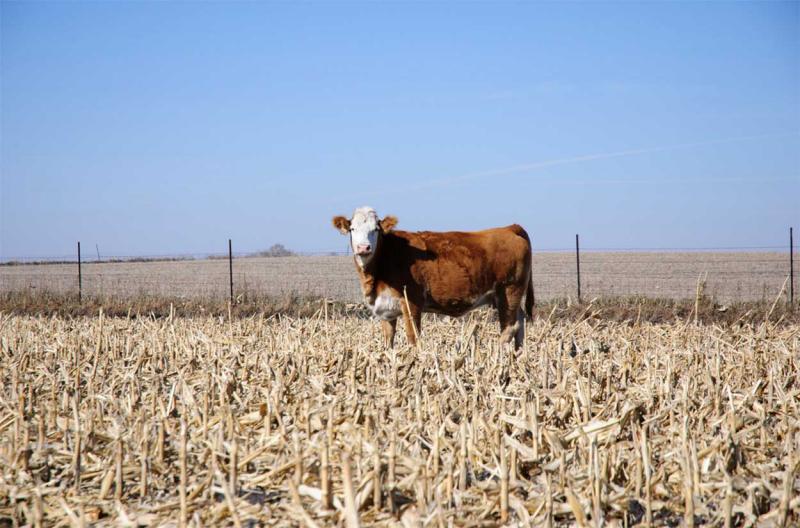 Single red and white cow standing in harvested cornstalks.
