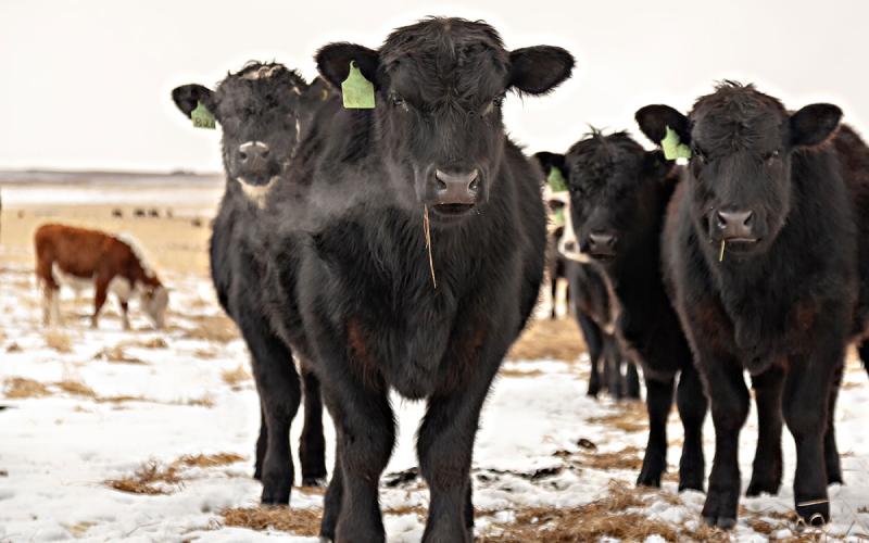 Group of mixed cattle grazing winter pasture.