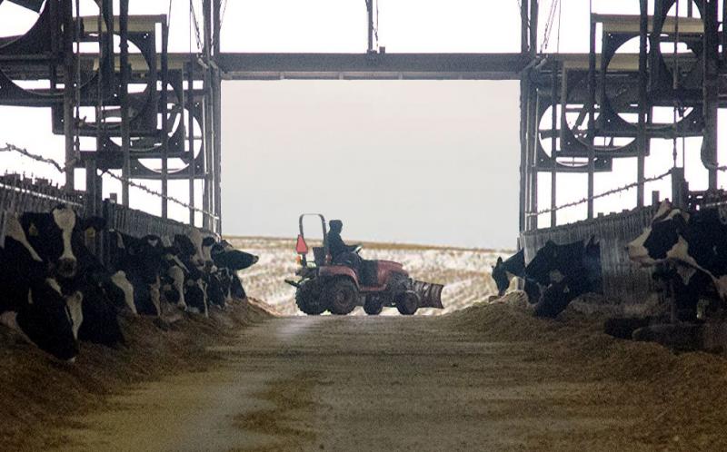 Dairy employee moving feed on a small tractor inside a dairy barn.
