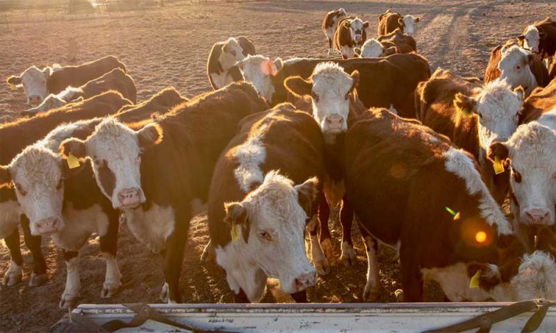 Group of hereford heifers waiting to be fed.